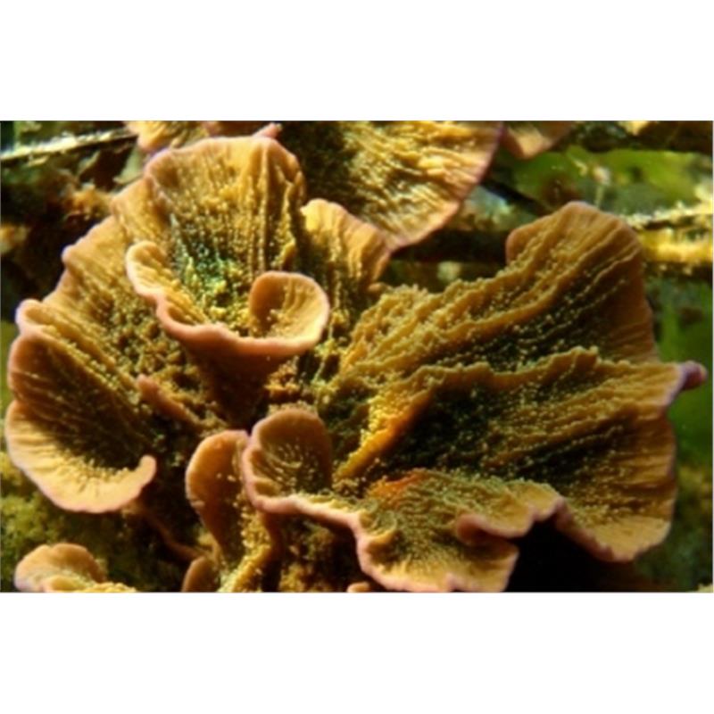 Montipora foliosa maro cu polipi verzi FRAG - imagine 4